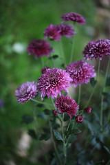 Early autumn chrysanthemum flowers on green blurred background. Colorful chrysanthemum pattern in garden or park sunny day.