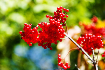 Beautiful branch of red rowan berries in the autumn forest