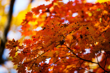 Close-up. colored flattering autumn trees. Golden autumn.