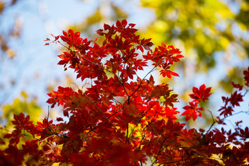 Close-up. colored flattering autumn trees. Golden autumn.