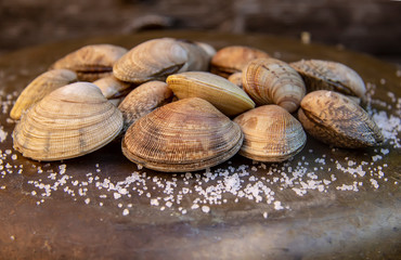 fresh tasty healthy   mollusk wongole 