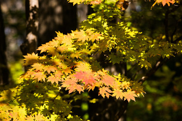 Close-up. colored flattering autumn trees. Golden autumn.