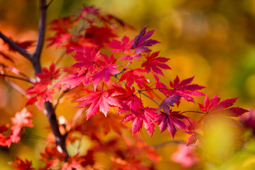 Naklejka na ściany i meble Close-up. colored flattering autumn trees. Golden autumn.