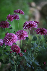 Early autumn chrysanthemum flowers on green blurred background. Colorful chrysanthemum pattern in garden or park sunny day.