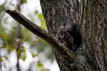 Black squirrel on a branch with a nut in its paws in the autumn forest
