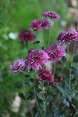 Early autumn chrysanthemum flowers on green blurred background. Colorful chrysanthemum pattern in garden or park sunny day.