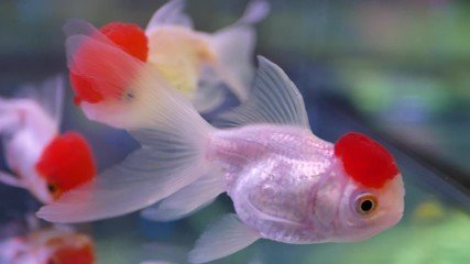 Beautiful Red Cap Oranda goldfish swimming in the aquarium.