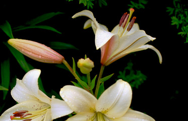 Obraz premium Flowering lily in the garden in the summer. Natural blurred background.Drops of morning dew on rose petals.