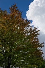 Obraz premium Queen Elizabeth Park, vancouver, british columbia, canada