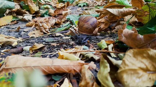 Timelapse of moving fast snail walking through autumn leaves on the ground 1080