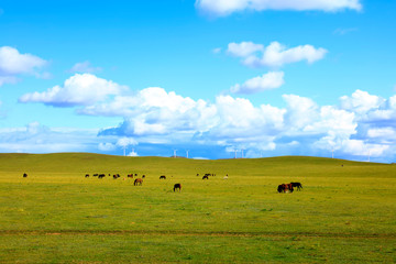 Fototapeta na wymiar Horses and wind turbines in the grasslands