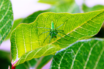 Araña verde