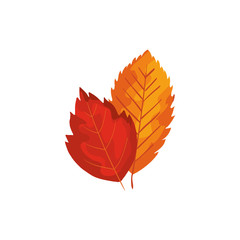 Obraz premium season autumn leafs isolated icon