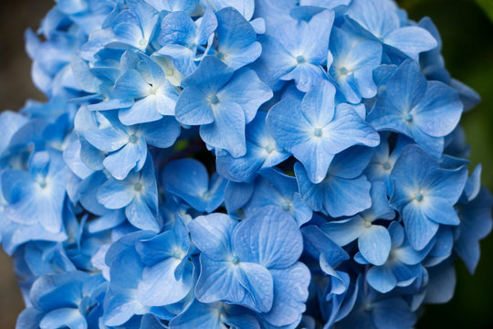 Closeup big bunch of blue hydrangea