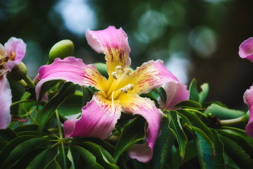 Obraz premium Closeup of a beautiful pink and yellow flower from the silk floss tree