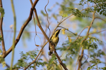 bird stalking