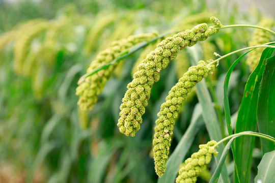  foxtail millet