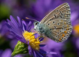 Side view of a common blue butterfly on a purple aster