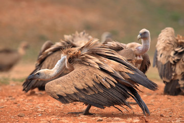 Griffon Vulture (Gyps fulvus) released