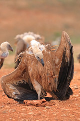 Griffon Vulture (Gyps fulvus) released
