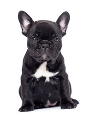 little black puppy breed French bulldog looks up on a white background