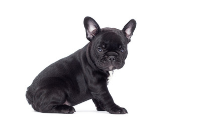little black puppy breed French bulldog looks up on a white background