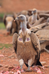 Griffon Vulture (Gyps fulvus) released