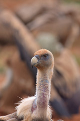 Griffon Vulture (Gyps fulvus) released