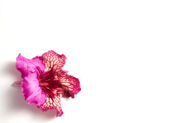 streptocarpus flower on a white background with place for text