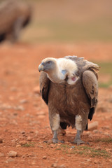 Griffon Vulture (Gyps fulvus) released