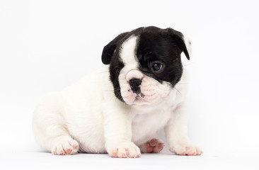 Fototapeta premium little puppy breed French bulldog looks up on a white background