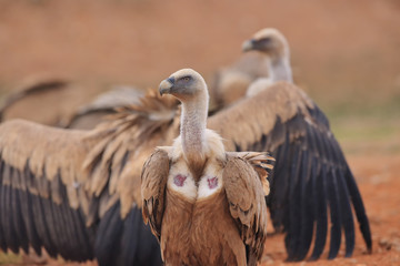 Griffon Vulture (Gyps fulvus) released