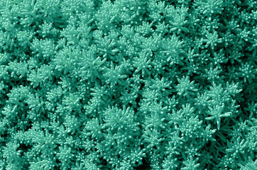 Abstract floral background mint color. Close up.