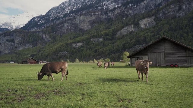 Alpine cows run up to the camera, amazing mountain covered large stones and green forest on the background. Cattle breeding