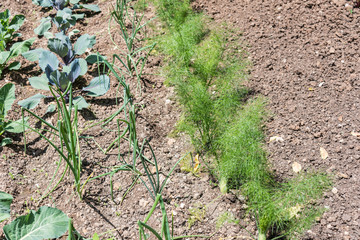 Plant fresh vegetables in your own garden.