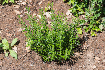 Plant fresh vegetables in your own garden.