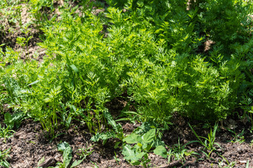 Plant fresh vegetables in your own garden.
