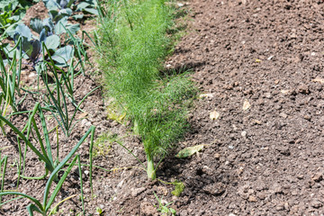 Plant fresh vegetables in your own garden.