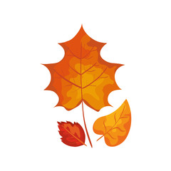 season autumn leafs isolated icon