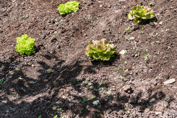 Plant fresh vegetables in your own garden.