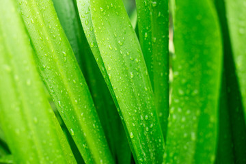 Green leaves background texture with droplets. Natural texture in rainy season