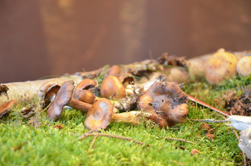 Mushrooms ready to be cooked