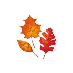 season autumn leafs isolated icon