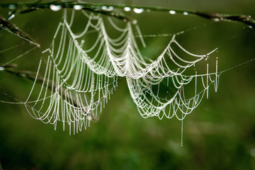 background spider web in morning dew drops on green grass. sun glare