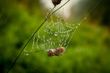 background spider web in morning dew drops on green grass. sun glare