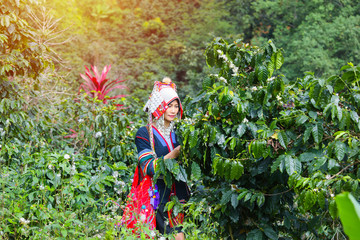 Beautiful girls wearing traditional dresses are collecting coffee in the coffee garden,