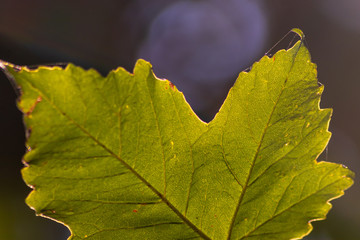 Leuchtend grüne Blätter eines Ahornbaumes lassen das Gegenlicht und Sonnenlicht durchscheinen und zeigen den goldenen Oktober und goldenen Herbst von seiner schönsten Seite