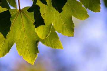 Leuchtend grüne Blätter eines Ahornbaumes lassen das Gegenlicht und Sonnenlicht durchscheinen und zeigen den goldenen Oktober und goldenen Herbst von seiner schönsten Seite