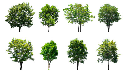 Isolated trees collection on white background