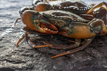 Giant Mud Crabs (Scylla serrata) also known as Black Crab, Mangrove Crab, Serrated Mud Crab, Captivity Tied Up offered for Sea Food dinner concept